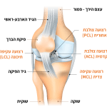 קרע ברצועת הברך